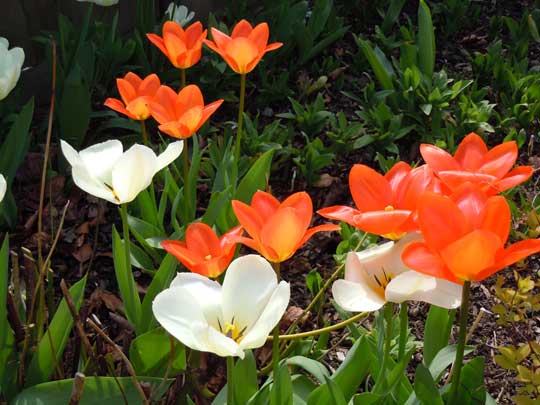 front garden tulips
